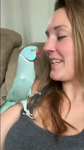 What’s up kiwi? #parrot #indianringneck #talkingparrot #funnyanimals #cute #birds