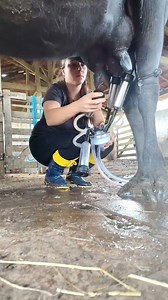 Real farm life, real work 🤍🐄 Early mornings, muddy boots, and fresh milk straight from the source. This is where dedication meets nature. | Farmer girl