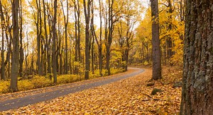 Fall in Shenandoah - Shenandoah National Park (U.S. National Park Service)