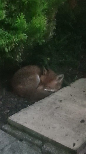 Cute gentle male fox resting in garden under a tree. #redfox #animallovers #fox