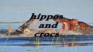 hippos and crocs