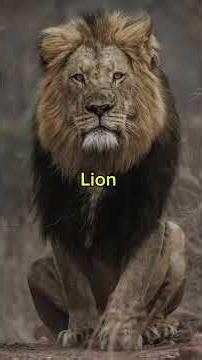 How Animals Sleep 😴🦁 Sleep isn’t the same for every species —