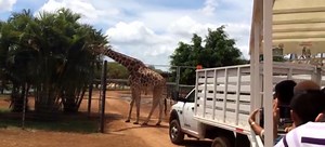 Viajes: Conoce el Animaya, en Yucatán (video)