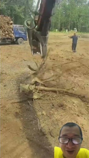 How an excavator pulls up tree stumps.