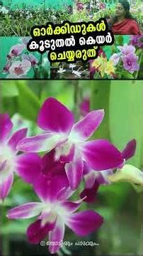 5000 കൂടുതൽ ഓർക്കിഡുകൾ കയ്യിലുണ്ട് | 5000+ Orchids... And This Is How I Keep Them All Alive! 💚