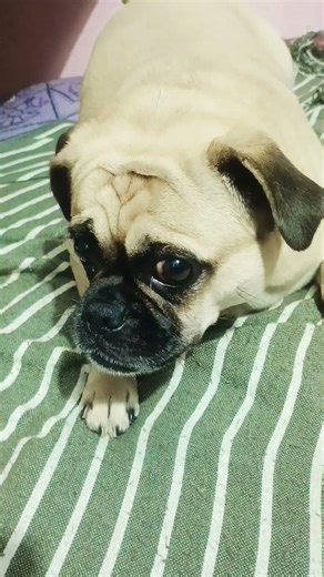 #Funny Pug Dog #Saggun | Cute Dog #Shorts🥰💞💫