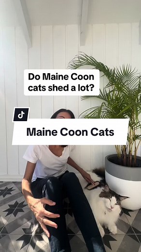 Maine Coon Cats: Dealing with Shedding & Grooming