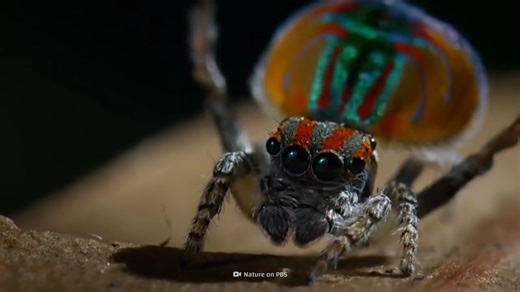 Watch what happens when real-life monsters use extreme survival adaptations