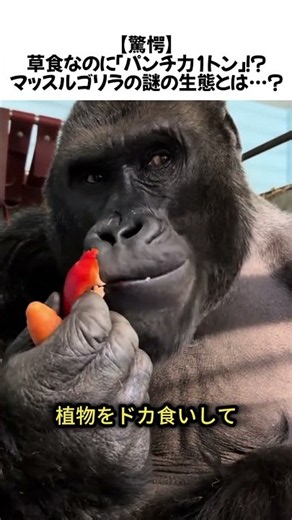 【驚愕】草食なのに「パンチ力1トン」！？マッスルゴリラの謎の生態とは…？#ゴリラ #シルバーバック #動物 #雑学 #ずんだもん #YouTubeShorts #shorts