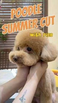 Rico the Brown Poodle Gets the Perfect Summer Cut 🐩☀️ | Teddy Bear Face + Short Clip 푸들 큰테디베어 컷+스포팅