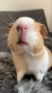 Baby guinea pig loudest scream ever !