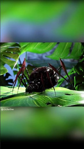3D Spider - creature design Blender