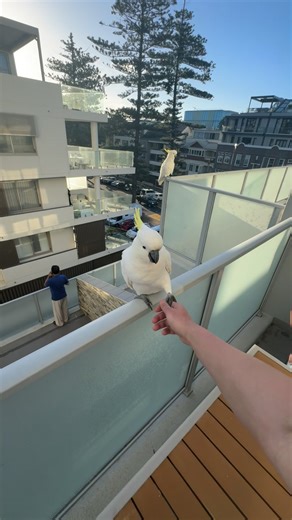 That's My Dawg: Fun Dog Moments and Dance