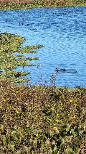 teal and coots #duck #ducks #hunter #hunt #hunting #duckhunting #nature #wildlife #animals #animal