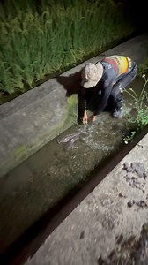 Catfish in the canal | DONG ALLAN TV