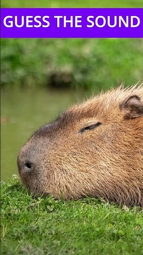 What sound does this animal make? Capybara #wildlifeentertainment #animalsounds