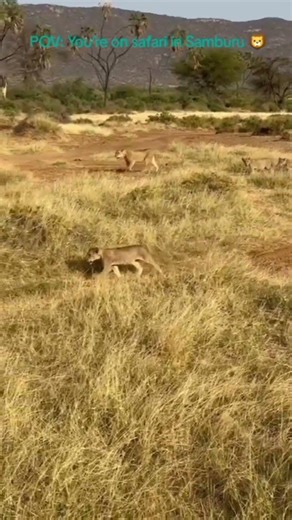 Lion Pride Spotted in Samburu National Reserve 🦁 | Wild Kenya Safari Adventure