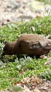Meet the Brown-capped Rosy Finch, a unique bird found only in Colorado's high alpine areas. It's the highest breeding bird in the entire state! A true Colorado native. #ColoradoBirds #RosyFinch #HighAlpine #BirdWatching #EndemicSpecies From: Expeditions with Patrick McMillan Series 03 Episode 06 | Real Wild