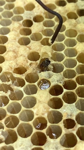 Worker Bee Emerging From Its Cell | A New Life Begins! 🍯 #Shorts
