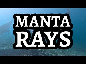 Majestic Manta Rays in 4K | Indonesia's Marine Wonders