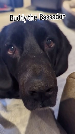 It’s another great day at Rescue as we welcome Buddy the Bassador into our care! With his adorable stubby legs and classic Labrador face, Buddy is the perfect blend of charm and character. But what really makes him shine is his temperament — this boy is a dream! He’s calm in the car, a champ at the vet, and has settled in beautifully with his foster friends. Buddy the Bassador will be available for adoption soon! If you’d like to learn more about him, email us at info@lab-rescue.ca or apply dire