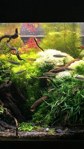 Unser erstes Afrika Aquarium von 2018, bald geht unser Afrika Aquarium 3.0 an den Start. | ZOOBOX.de
