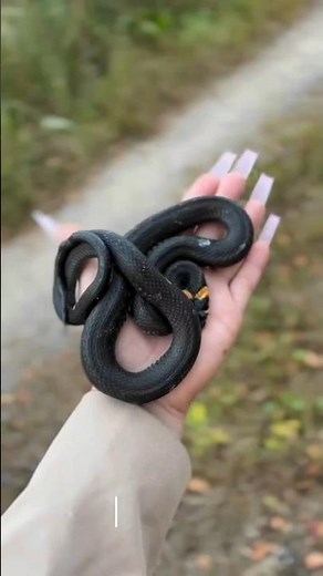 Unexpected Animal Transformation!!