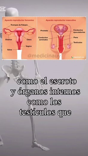 #sistemareproductor #medicinauy #masculino #femenino #medicina