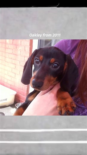 “Who had the biggest change from puppyhood to now? (It definitely wasn’t me!😝” ~ Crusoe | Crusoe the Celebrity Dachshund