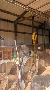 18K views · 437 reactions | Excuse my mess. The barn is still under construction and apparently they all stood inside and made a mess. I just wanted to tell you GOOD MORNING!  | Mystic Rock Miniature Horses | Facebook