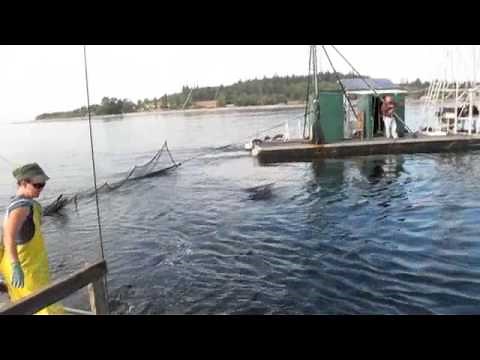 Reef Net Salmon Fishing with Vital Choice