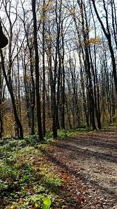 Download Lonely alone man walking in forest for free