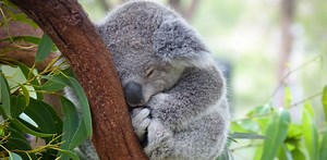 Stopping koala extinction is agonisingly simple. But here’s why I’m not optimistic