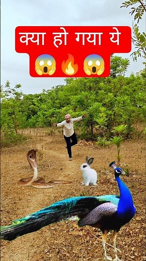 Snake Attack Rabbit 😱 | Real Jungle Fight 🐍 vs 🐰 | Shocking Wildlife Moment | Must Watch! #viral