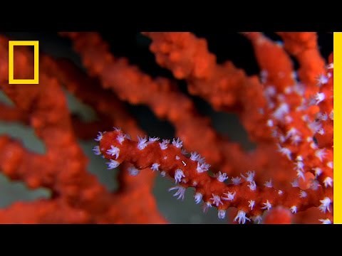 See the Beautiful and Endangered Red Coral of the Mediterranean | National Geographic