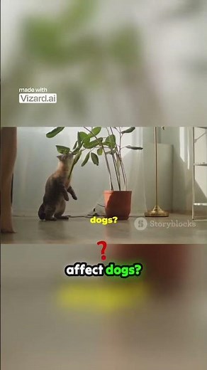 Catnip A Surprising Calming Aid For Dogs #facts #bigquestions