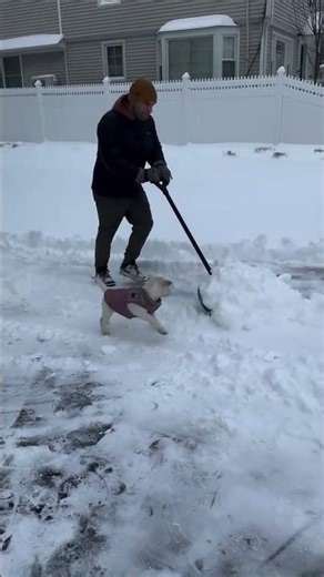 My first big snow storm and I was such a good helper #snowdog #newpuppy#shorts