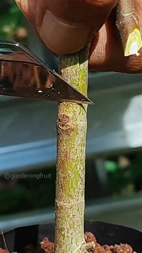 Ficus racemosa grafting techniques EP272 #fig #grafting #foryoupage | GardeningFruit