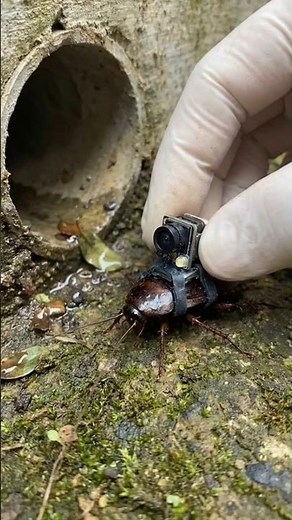 You’ve Never Seen What’s Inside a Drain 😳 #pov #nature