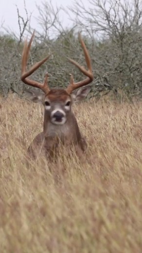 Would you tag this buck?? #texashunting #hunting #whitetaildeer #deerhunter | The Legends of the Fall