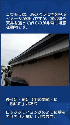 飛ぶだけじゃない？！コウモリの生態・・・