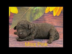 F1B Labradoodle Puppies 1 Week Old (Girls)