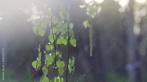 Rain. Spring rain with sun. Beautiful nature scene. Birch tree leaves with rain drops close-up. Raindrops. Landscaping. Slow motion video