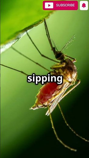 🦟 Only Female Mosquitoes Bite – Here's Why!#MosquitoFacts #ScienceShorts #WeirdNature