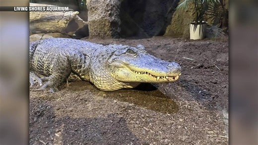 NH aquarium debuts new Florida Everglades exhibit - Boston News, Weather, Sports | WHDH 7News