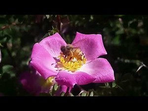 How do honey bees collect nectar from Flower
