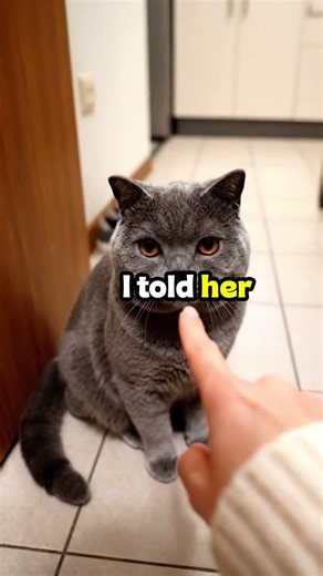 My Cat Found My Missing House Key in the Most Unexpected Place