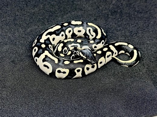 Ball Python Figurine - Etsy