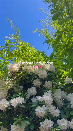 It’s almost spring 🧚🏼‍♀️🌸🌷🌿✨ #spring #flowers #nature #peaceful #warm