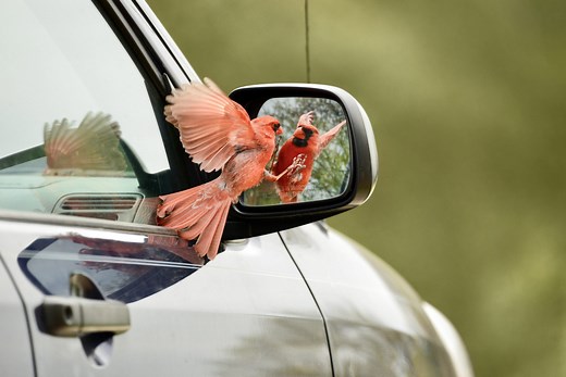 Why Do Birds Peck at Windows and Car Mirrors?